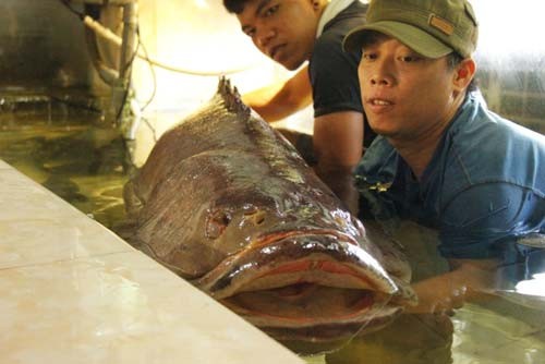 Ca mu nghe sieu khung, dai 1m6 